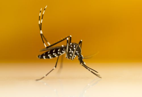 Aedes (Stegomyia) albopictus (moustique tigre)